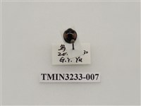 藏品(黃斑盤瓢蟲)的圖片